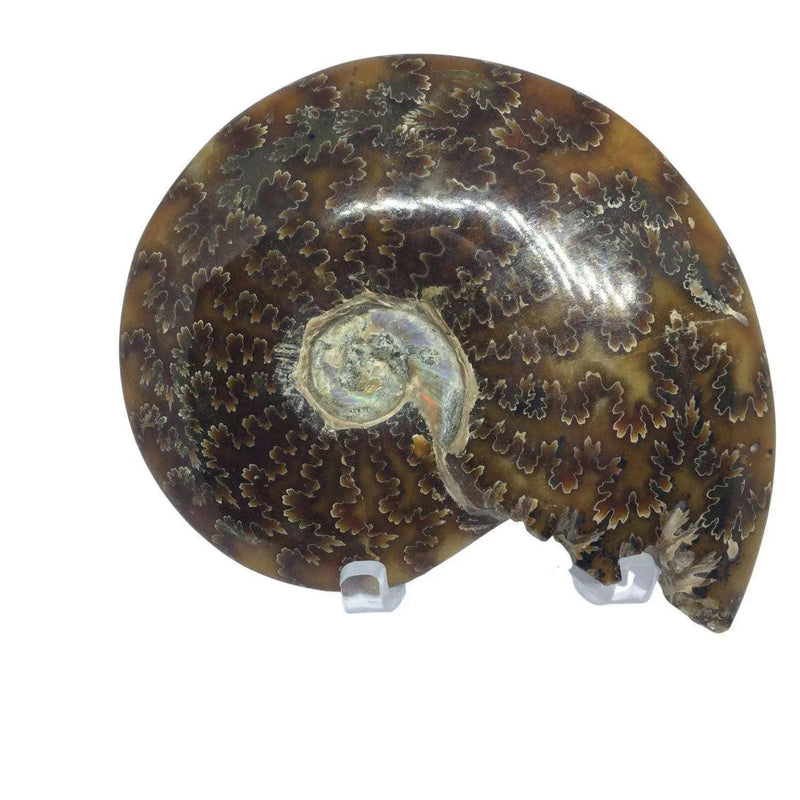 Ammonite Fossils Heavens Gems and Wellbeing
