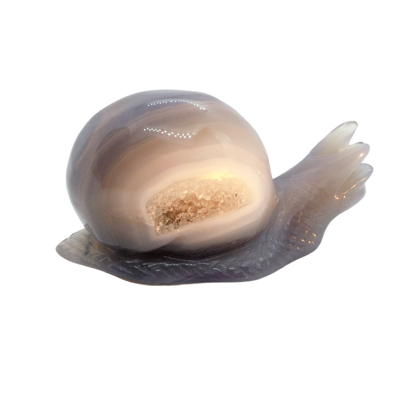 Druzy Agate Snail Heavens Gem and Wellbeing