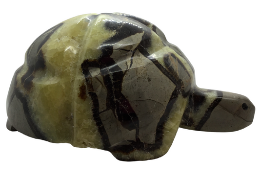 Septarian Turtle Heavens Gem and Wellbeing