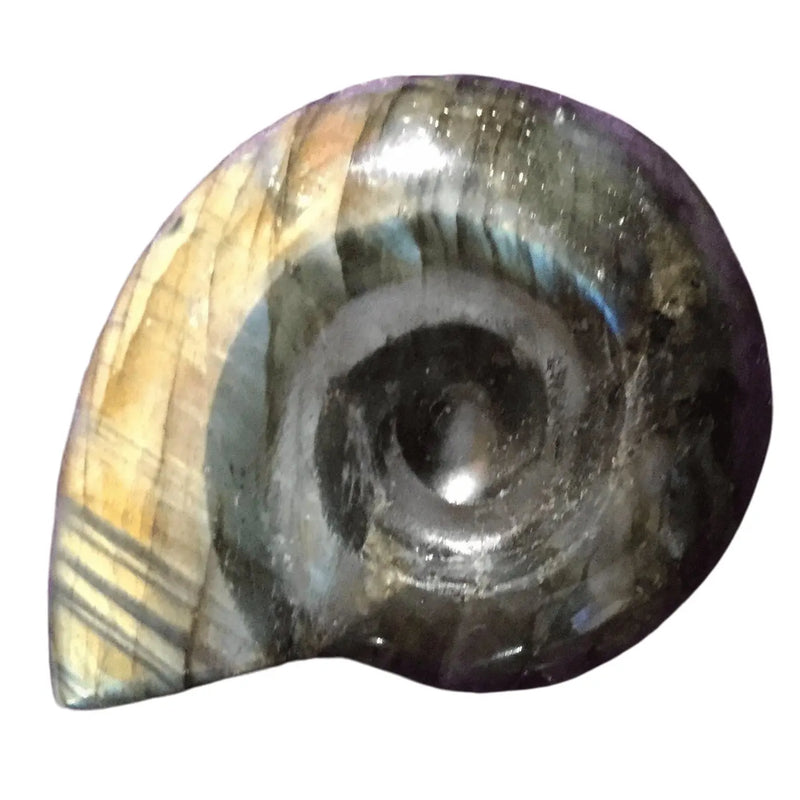 Labradorite Carved Ammonite shape. Heavens Gems and Wellbeing
