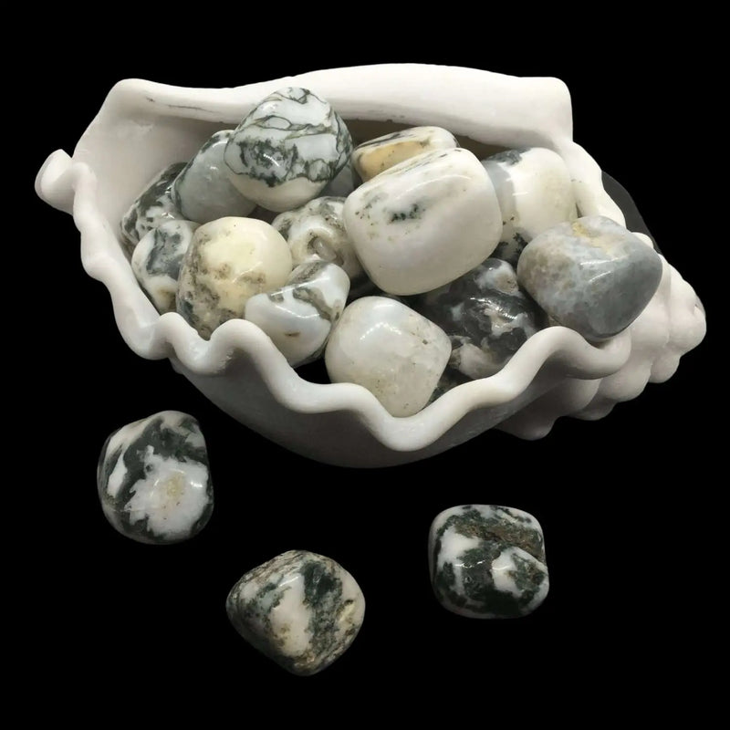 Sea Shell Display Stand Heavens Gems and Wellbeing