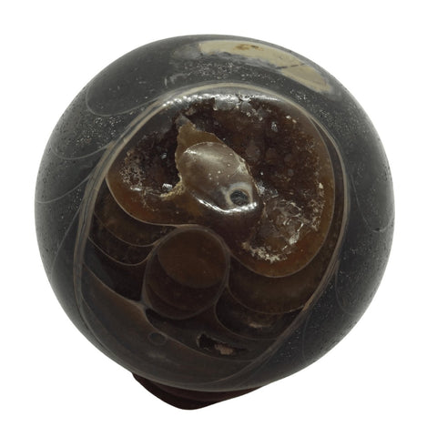 Ammonite Fossil Sphere Heavens Gem and Wellbeing